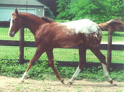 appaloosa horse club. Nebraska Appaloosa Horse Club